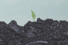 plant growing out of coal - this is the book cover for the novel mine